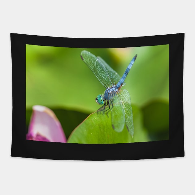 Blue Dasher Tapestry by jvnimages