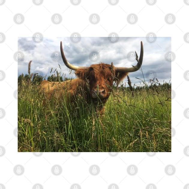 Scottish Highland Cattle Cow 2040 by SaarelaHighland