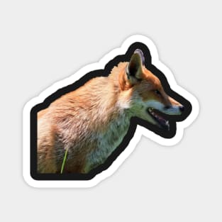 Fox Side View Magnet