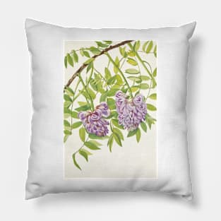 American wisteria - Botanical Illustration Pillow