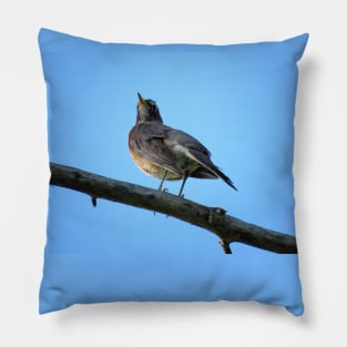 American Robin-2 Pillow