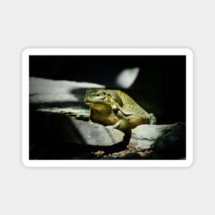 Toad / Swiss Artwork Photography Magnet