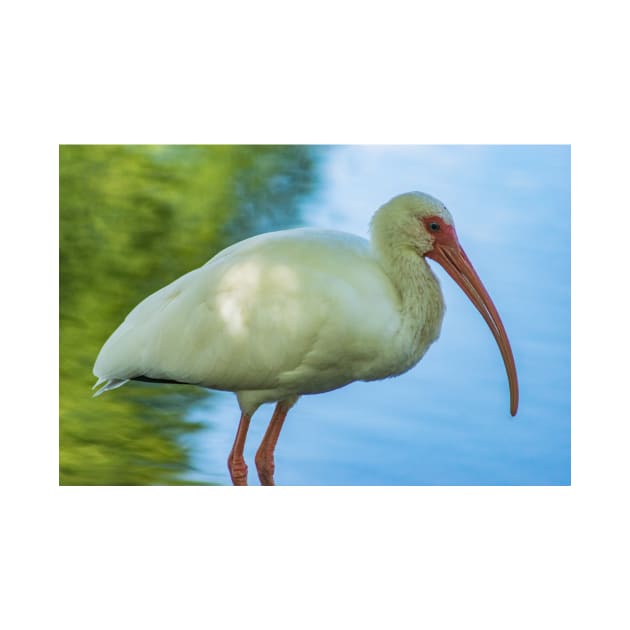 American white ibis of Florida by KensLensDesigns