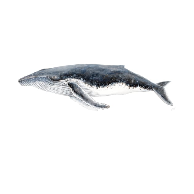 Humpback whale Megaptera novaeangliae by chloeyzoard