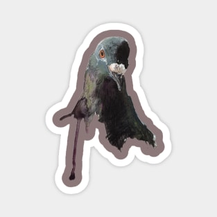 Gringo, the rescued pigeon Magnet