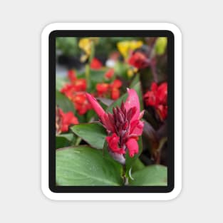 Pink Flower Blooming in Large Leaves 2 Magnet