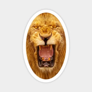 Snarling Lion Roar Magnet