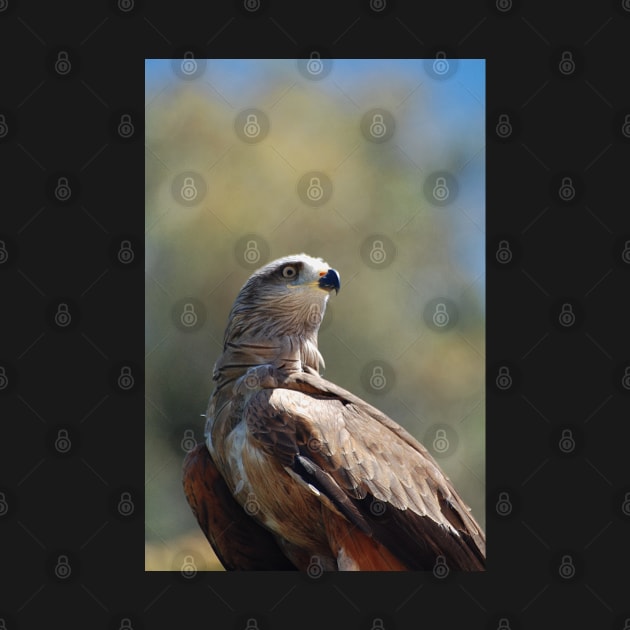 The Red-tailed Hawk by declancarr