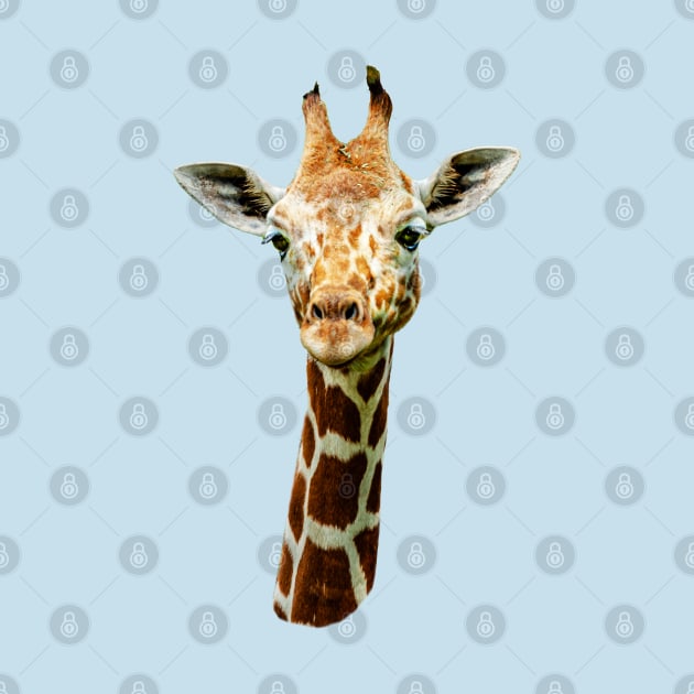 Giraffe stare by dalyndigaital2@gmail.com