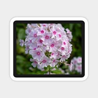 Beautiful White And Pink Centred Phlox Paniculata Flower Magnet