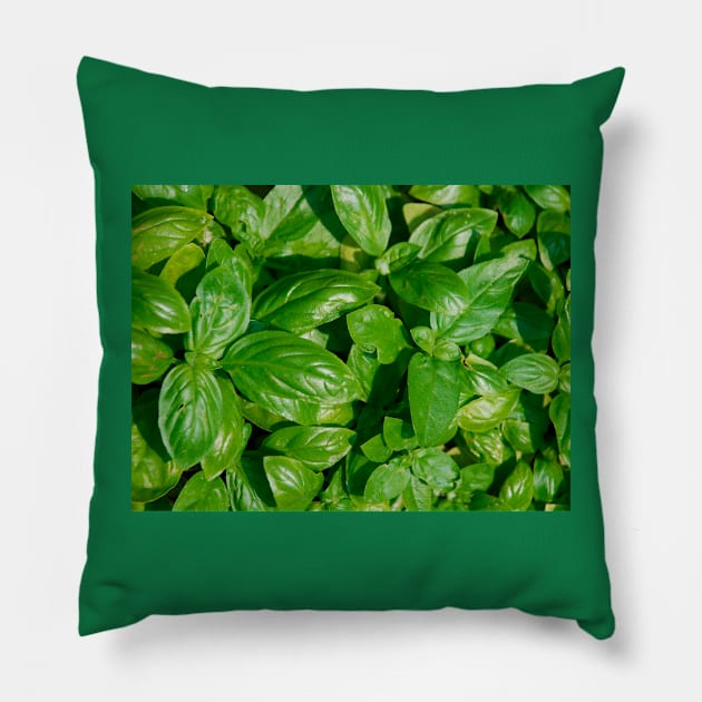 Basil Pillow by jojobob