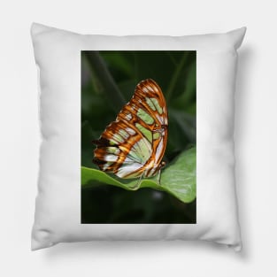 Malachite (Siproeta stelenes) - Malachit-Falter Pillow