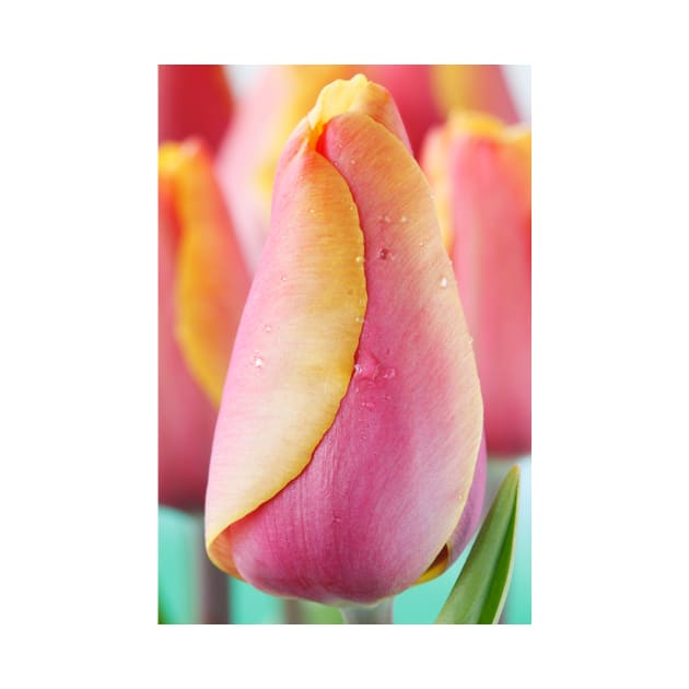 Tulipa  &#39;Indian Summer&#39;  Triumph Group  Tulip by chrisburrows