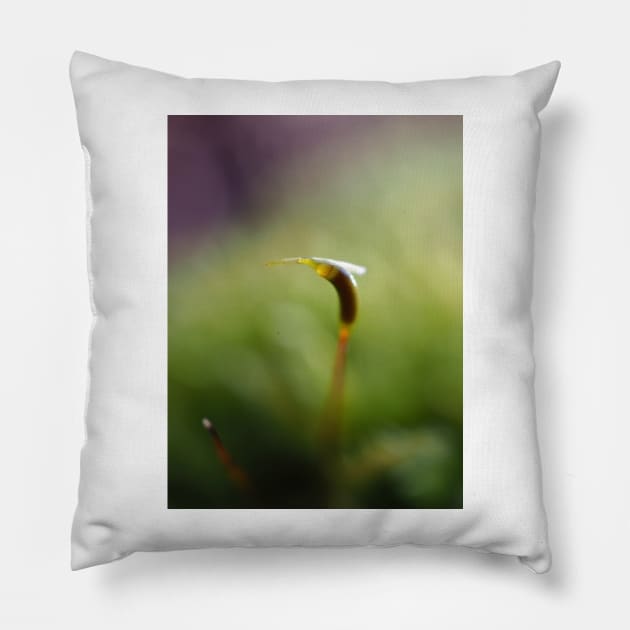 Macro shot of a moss sporophyte Pillow by SDym Photography