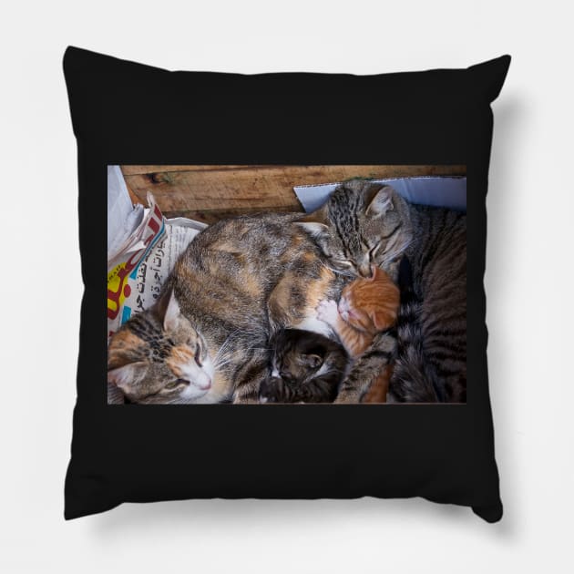 Morocco - Family cat Pillow by rollier