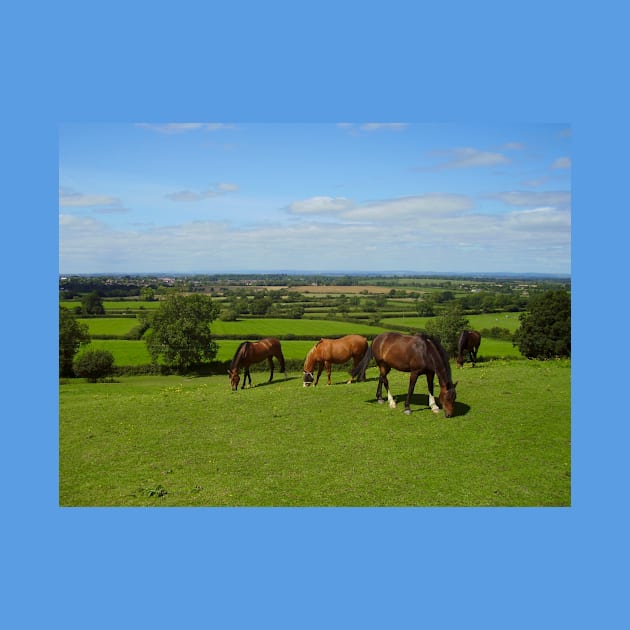 Horses grazing in the Cotswolds by stevepaint