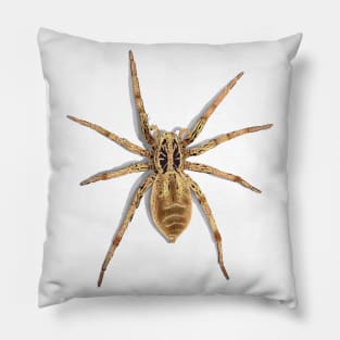 Sri Lankan tarantula Pillow