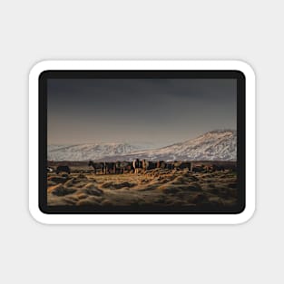 Icelandic Horses I Magnet