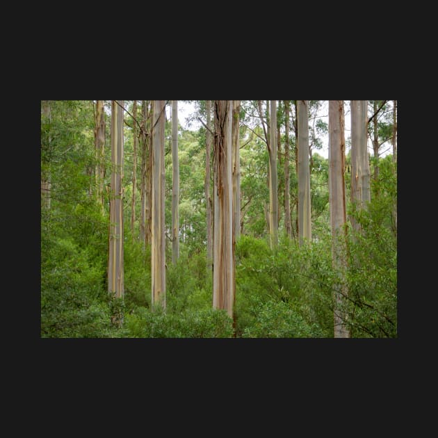 Many tall gum trees in Otway National Park. by sma1050