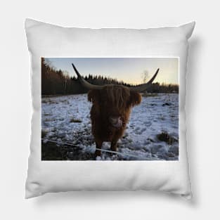 Scottish Highland Cattle Cow 2196 Pillow