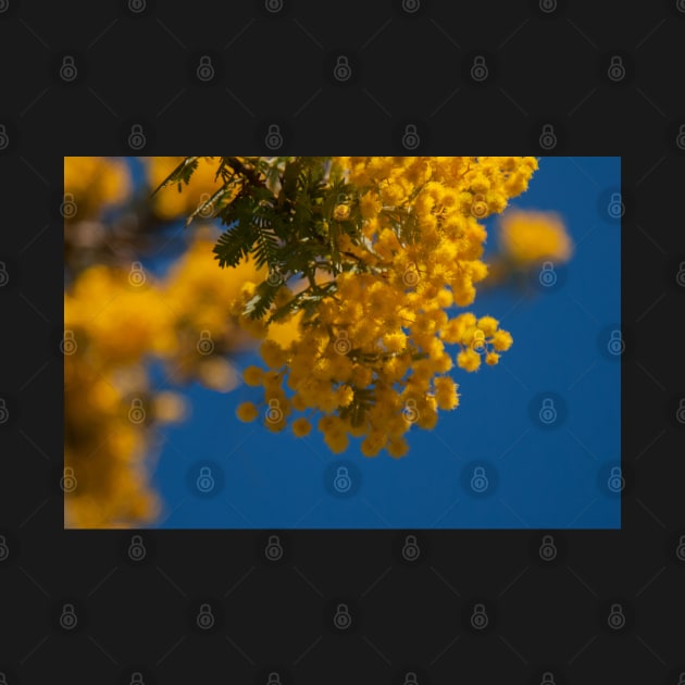 Wattle 1 by DeborahMcGrath