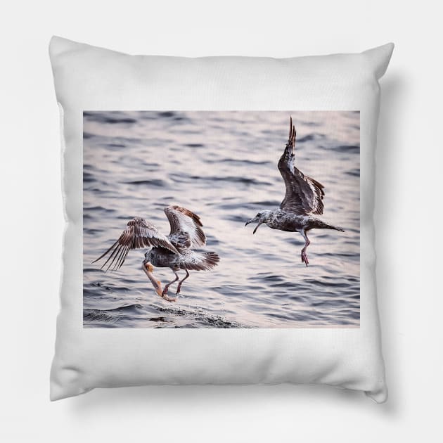 Fighting Gulls Pillow by fparisi753
