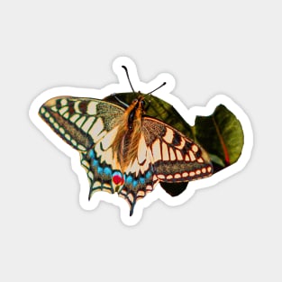 Swallowtail Butterfly Magnet