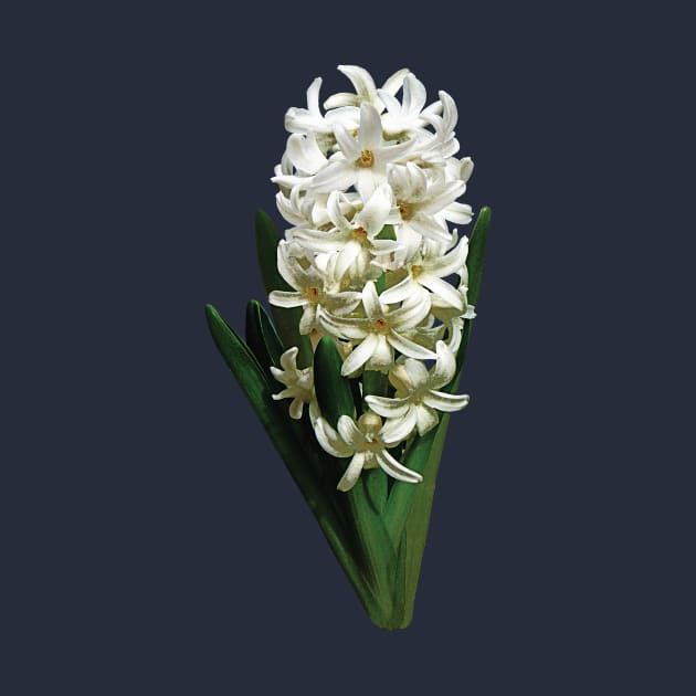 Hyacinths - Single White Hyacinth by SusanSavad