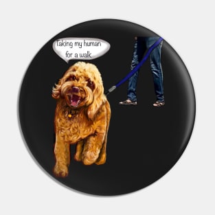 Cavapoo puppy dog - Taking my human for a walk - cavalier king charles spaniel poodle, puppy love Pin