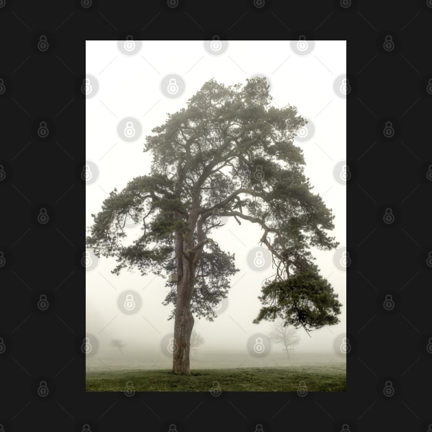 Scots Pine in fog by heidiannemorris