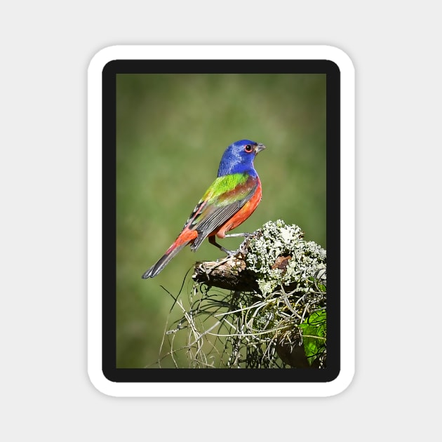 Painted Bunting Male Bird in Florida Magnet by candiscamera