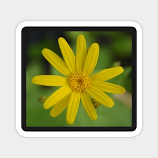 Golden Flower of Love Magnet