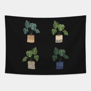 Pots of monstera deliciosa plant Tapestry