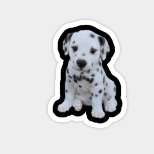 Cute puppy will white spots Magnet