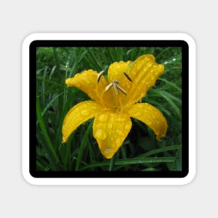 Wild lily after rain Magnet