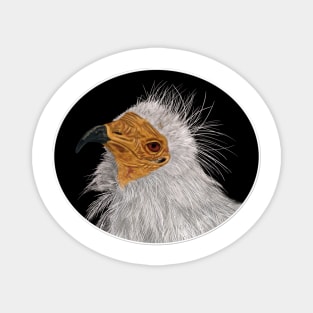 Illustrated Egyptian Vulture Magnet