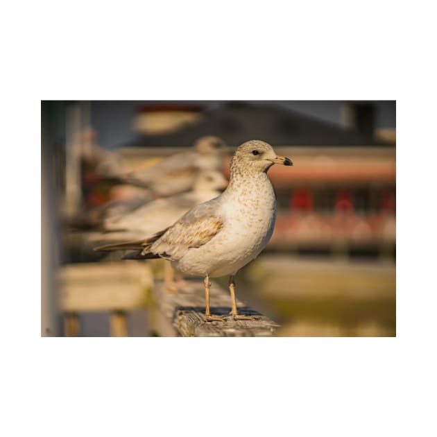 Portrait of California gull by KensLensDesigns