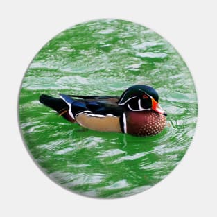 Wood Duck Swimming In a Pond Pin