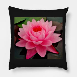 vibrant pink water lily on still water Pillow