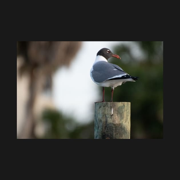 seagull on pole by sarelitay