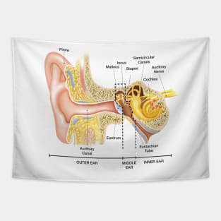 Anatomy of The Ear Tapestry