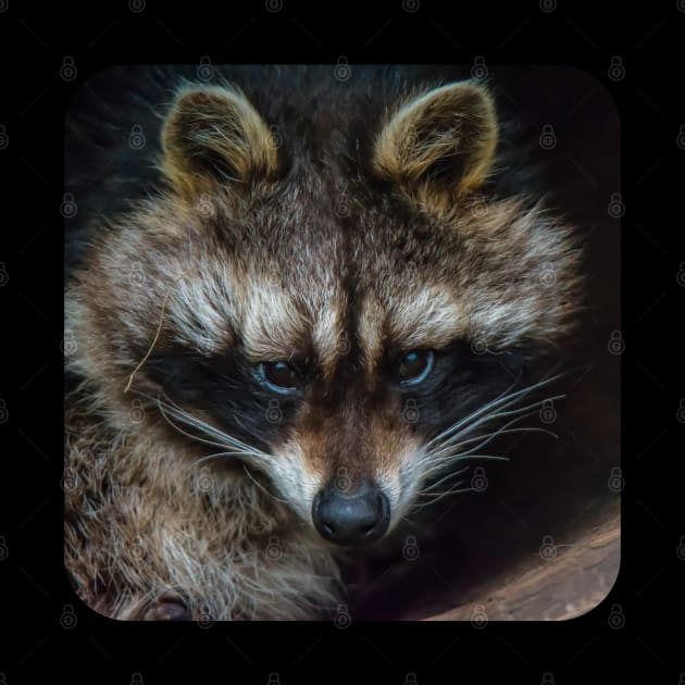 Raccoon by ElviraDraat