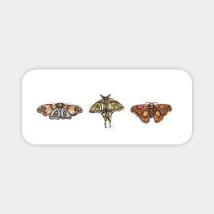 Moth Collection Magnet