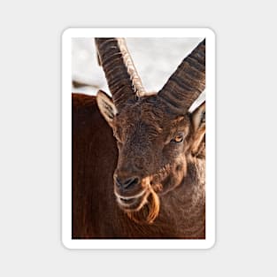 Ibex Magnet