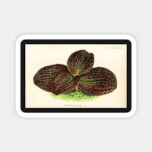 Dossinia marmorata - Botanical illustration Magnet