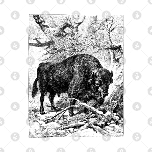 Bison Wildlife Illustration by Biophilia