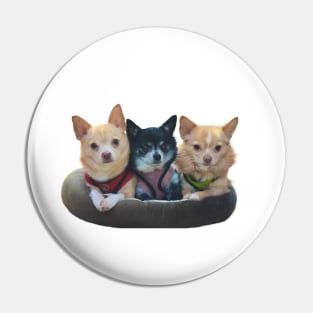 three chihuahuas Pin