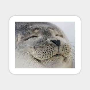 Seal of Approval Magnet