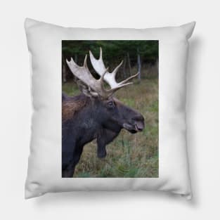 Canadian Moose Pillow