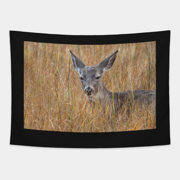 deer among grass Tapestry by jvnimages